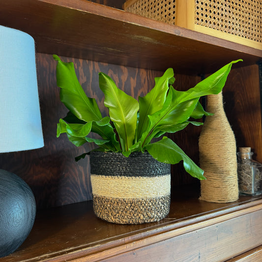 Nidus Bird's Nest Fern (Asplenium Nidus) - 6 Inch Indoor Houseplant