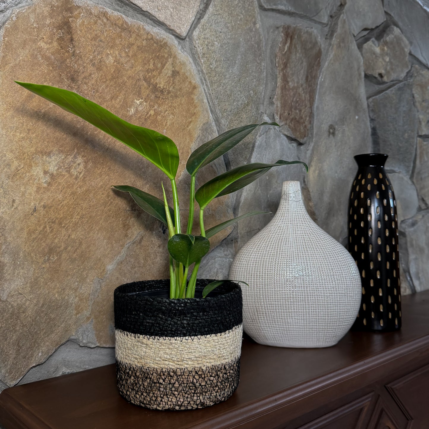 Philodendron Green Congo (Philodendron Tatei 'Congo) - 6 Inch Indoor Houseplant