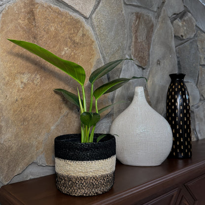 Philodendron Green Congo (Philodendron Tatei 'Congo) - 6 Inch Indoor Houseplant