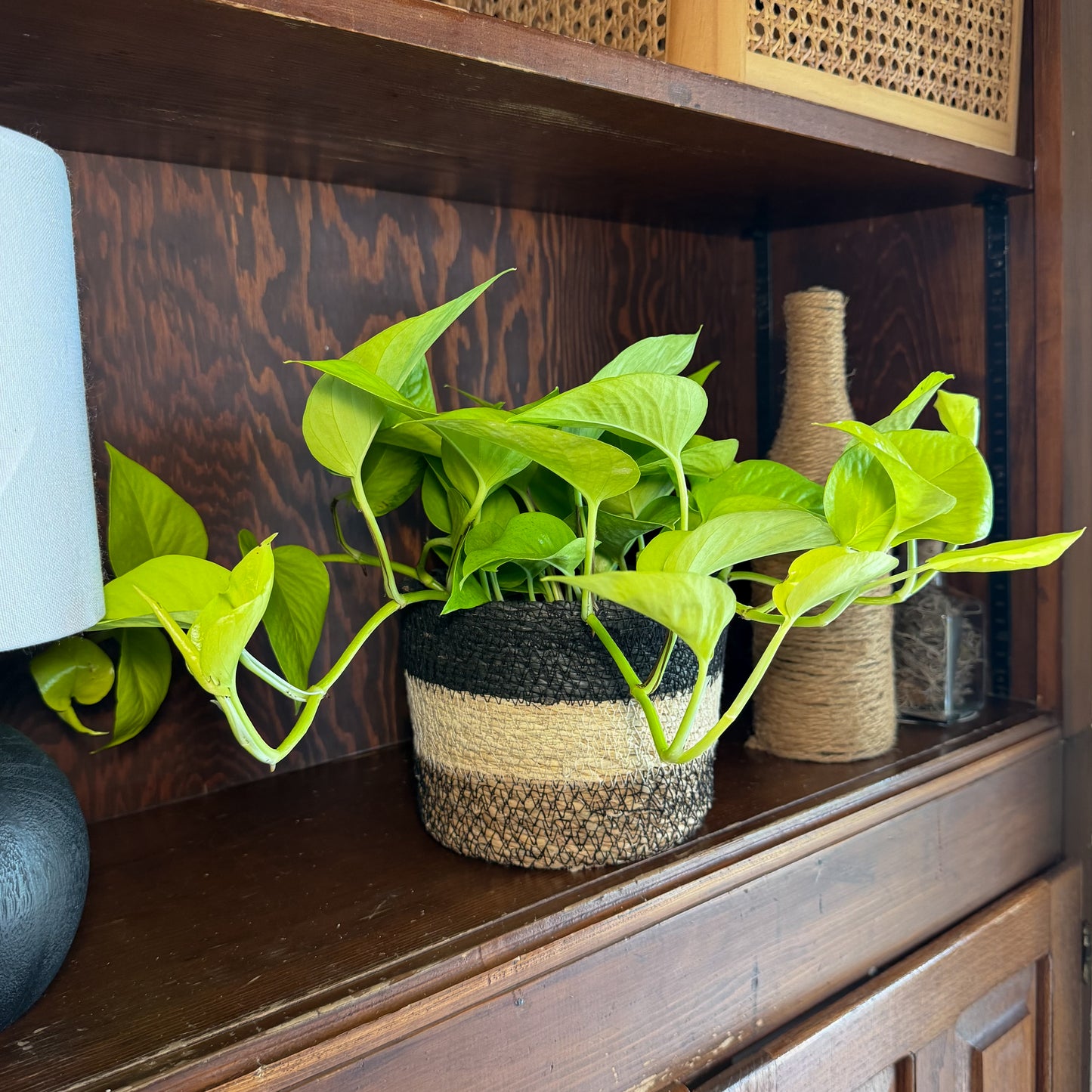 Pothos Neon Hanging Basket (Epipremnum Aureum 'Neon') - 6 Inch Indoor Houseplant