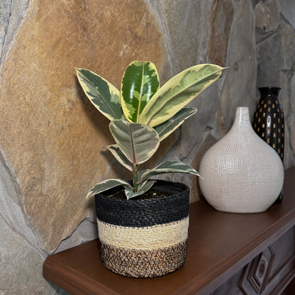 Variegated Rubber Plant (Ficus Elastica 'Tineke') - 6 Inch Indoor Houseplant