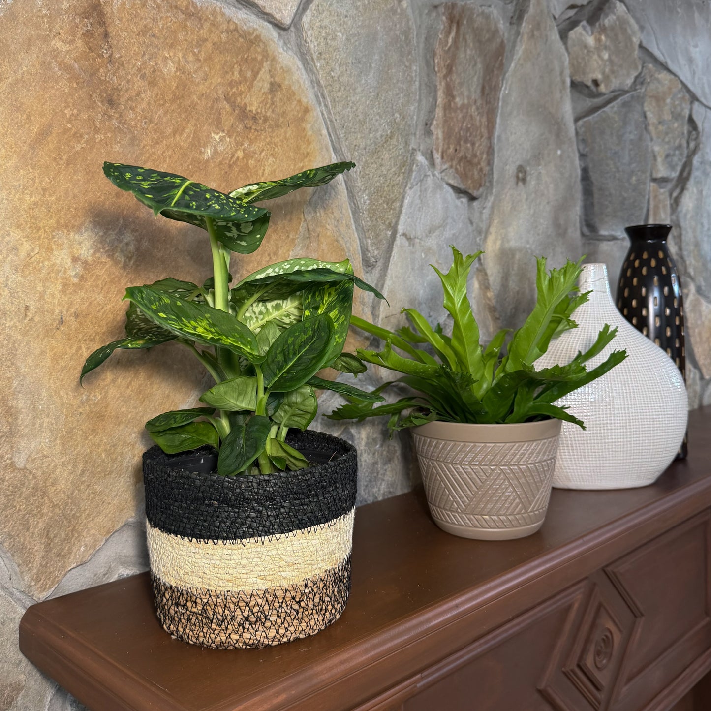 Fern & Foliage Mystery Houseplant 2 Pack - 6 Inch Indoor Houseplants