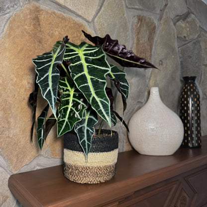 Alocasia Polly (Alocasia x Amazonica 'Polly') - 6 Inch Indoor Houseplant