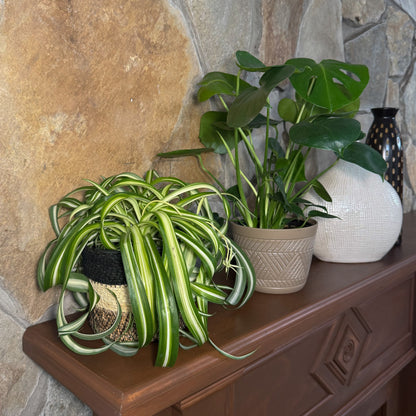 Mystery Foliage 2 Pack - 6 Inch Indoor Houseplants