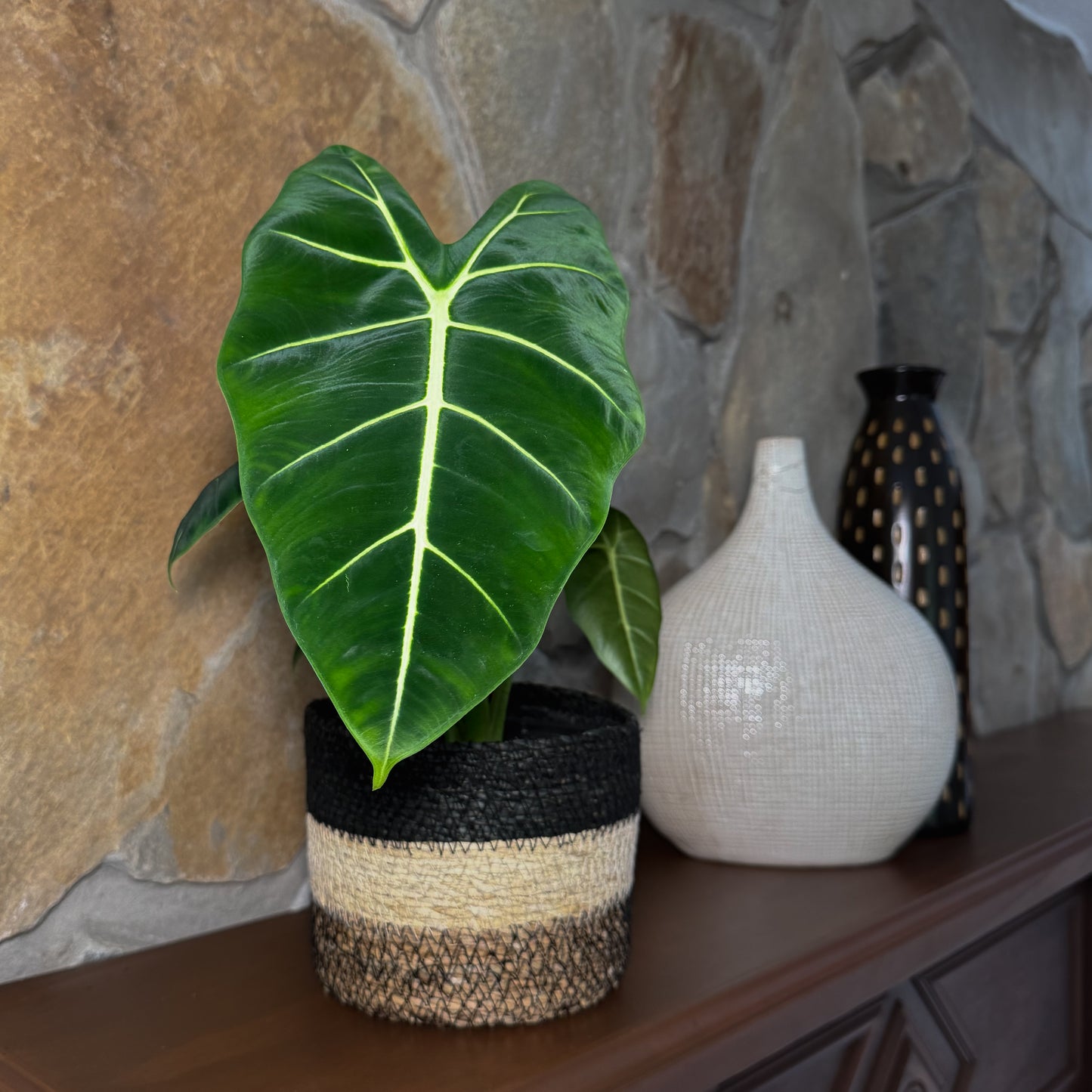 Alocasia Frydek (Alocasia Micholitziana 'Frydek') - 6 Inch Indoor Houseplant