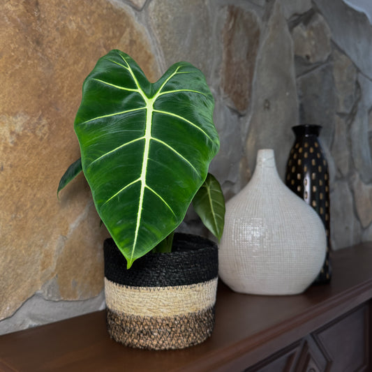 Alocasia Frydek (Alocasia Micholitziana 'Frydek') - 6 Inch Indoor Houseplant
