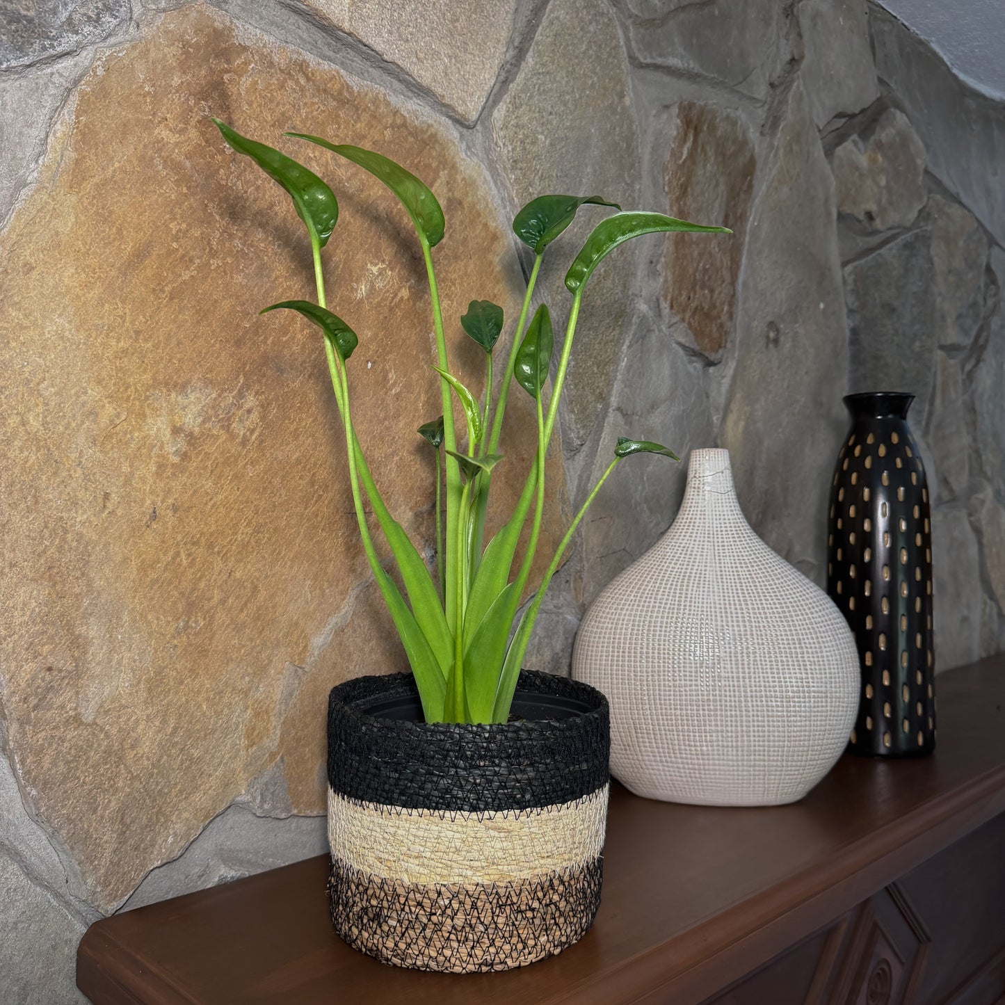 Alocasia Tiny Dancer (Alocasia Brisbanensis x Alocasia Odora 'Tiny Dancer') - 6 Inch Indoor Houseplant
