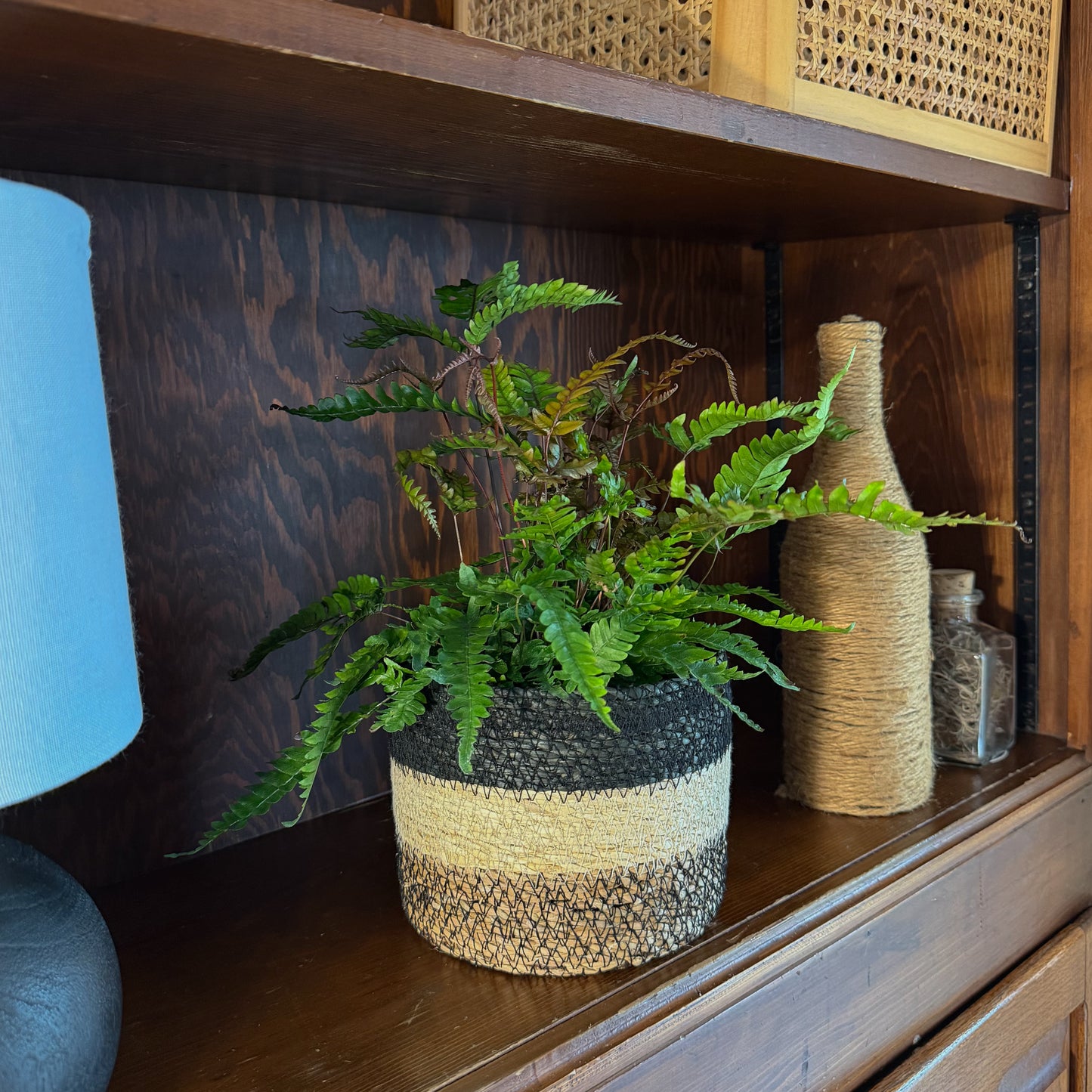 Tri-Color Fern (Pteris Quadriaurita 'Tricolor') - 6 Inch Indoor Houseplant
