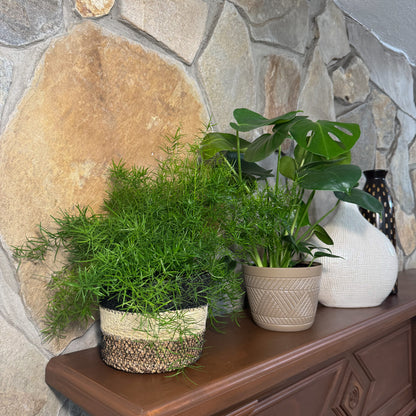 Fern & Foliage Mystery Houseplant 4 Pack - 6 Inch Indoor Houseplants