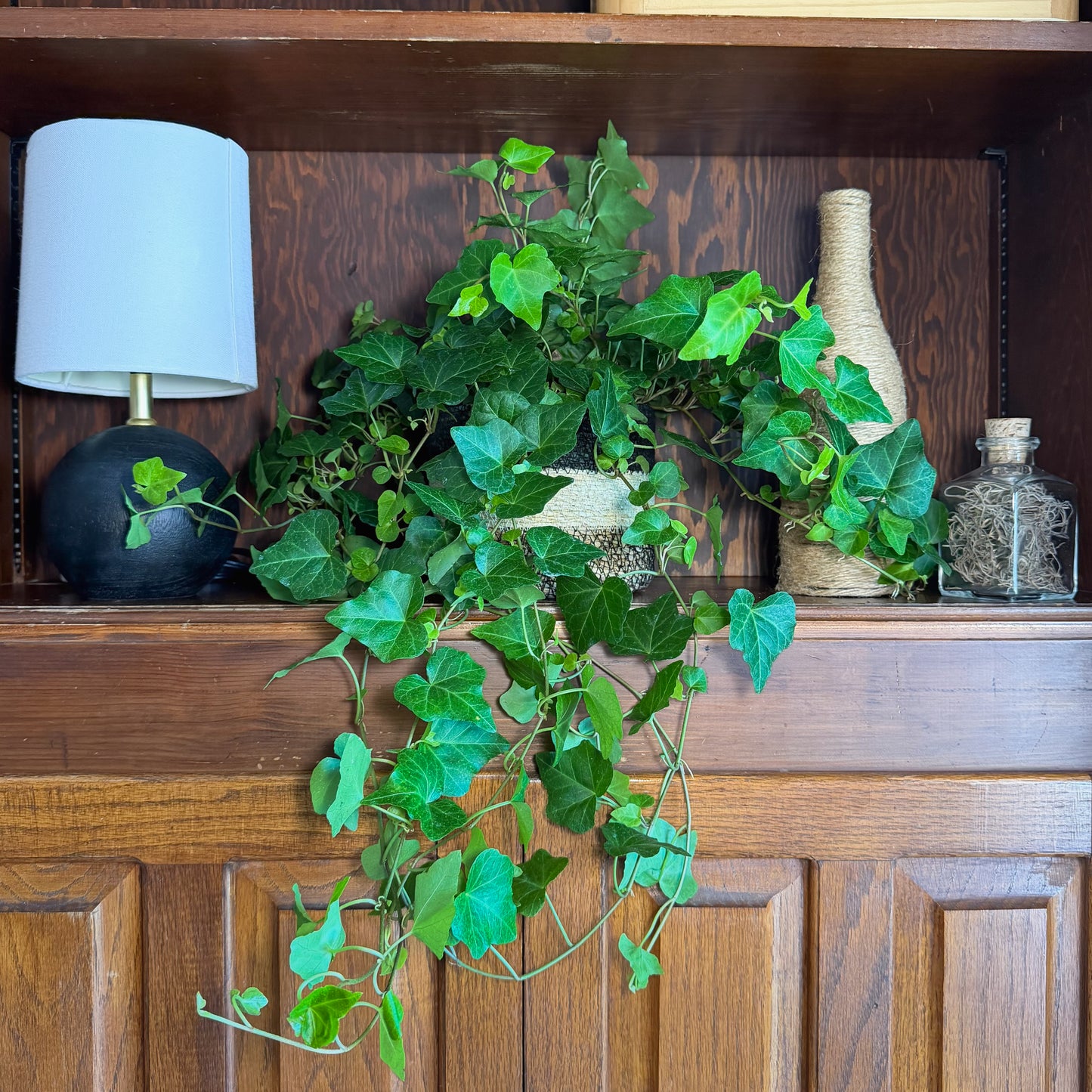 Green Ivy (Hedera Helix) - 6 Inch Indoor Houseplant