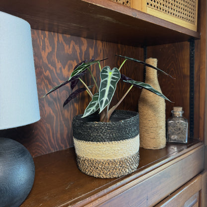 Alocasia Bambino (Alocasia Amazonica 'Bambino') - 6 Inch Indoor Houseplant