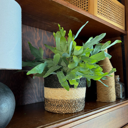 Blue Star Footed Fern (Phlebodium Aureum 'Blue Star) - 6 Inch Indoor Houseplant
