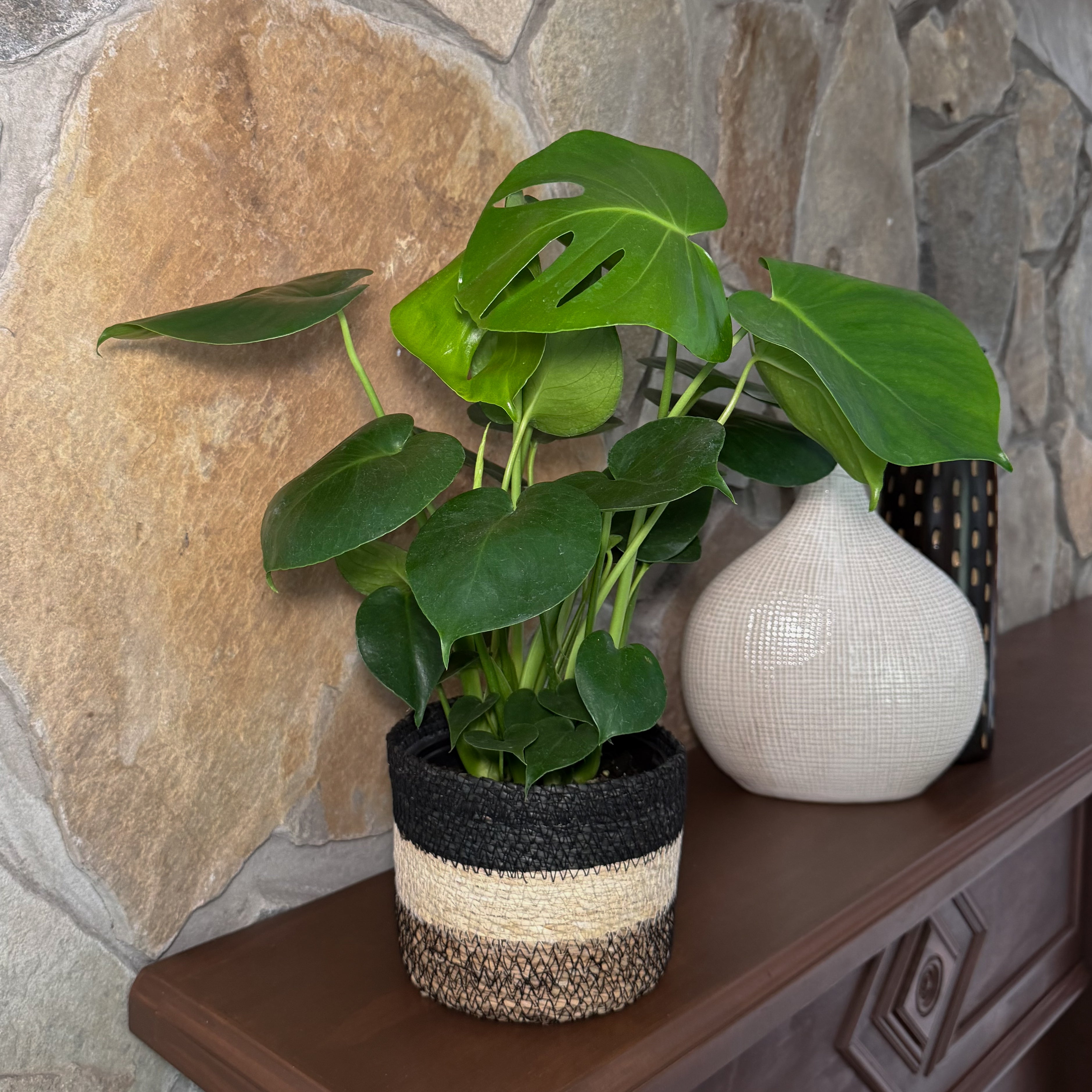 Monstera Deliciosa - 6 Inch Indoor Houseplant