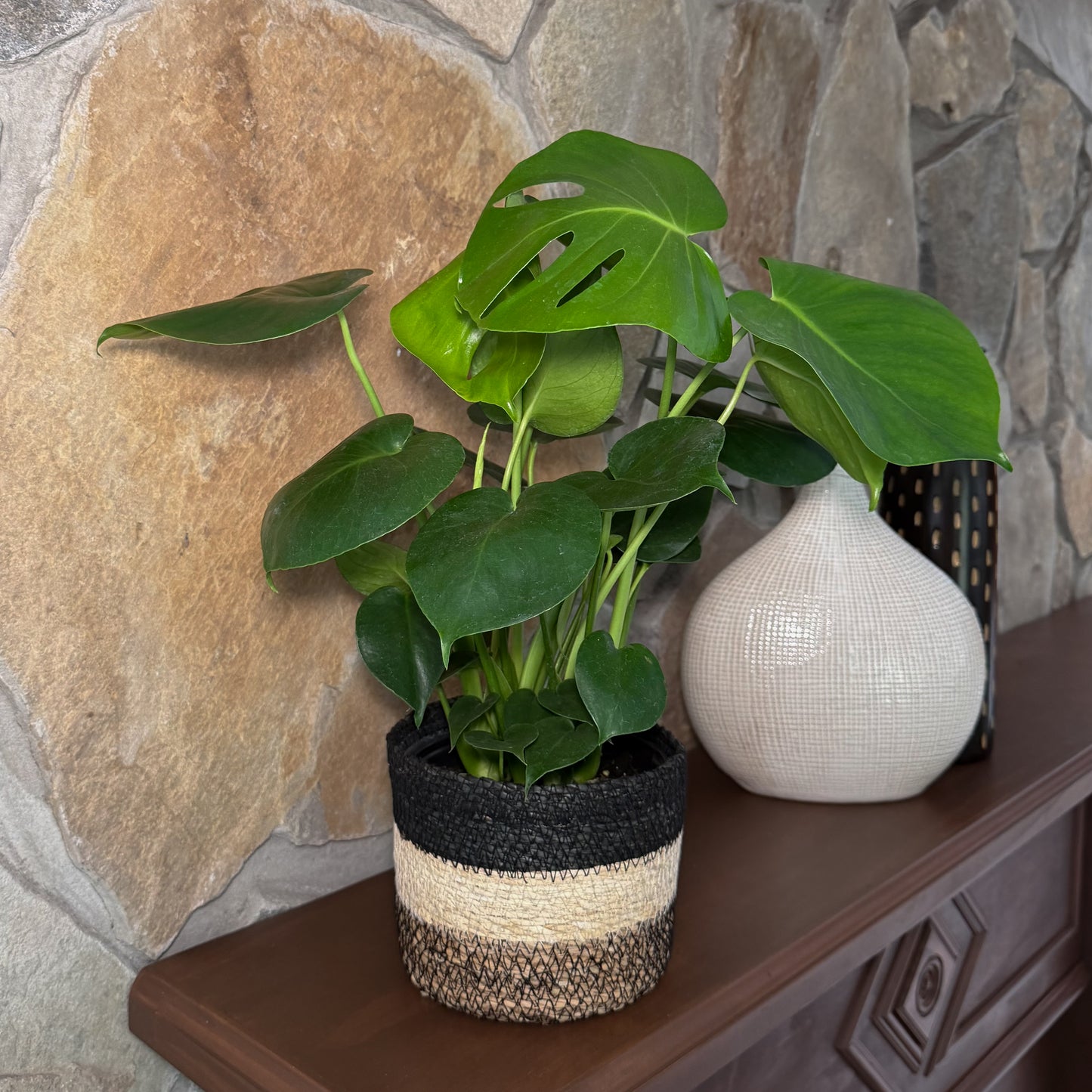 Monstera Deliciosa - 6 Inch Indoor Houseplant