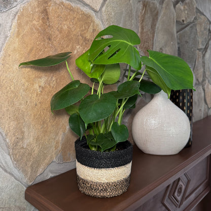 Monstera Deliciosa - 6 Inch Indoor Houseplant