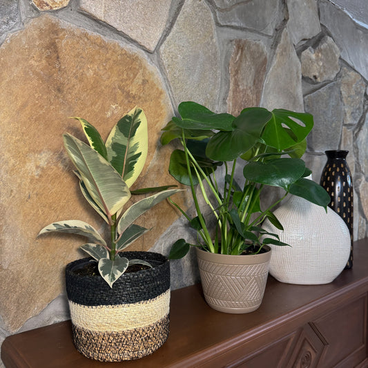 Mystery Foliage 4 Pack - 6 Inch Indoor Houseplants