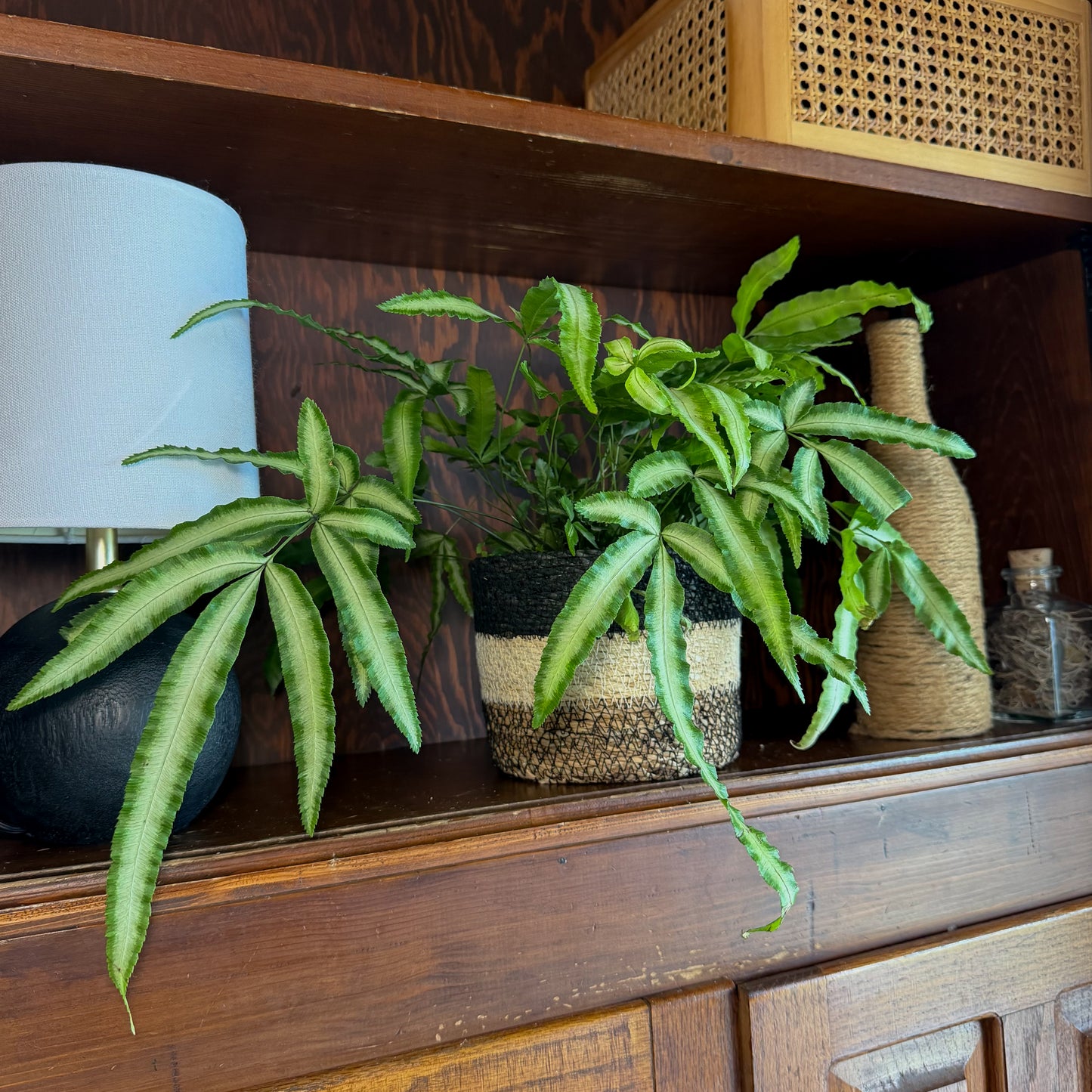 Silver Ribbon Fern (Pteris Cretica 'Albolineata') - 6 Inch Indoor Houseplant