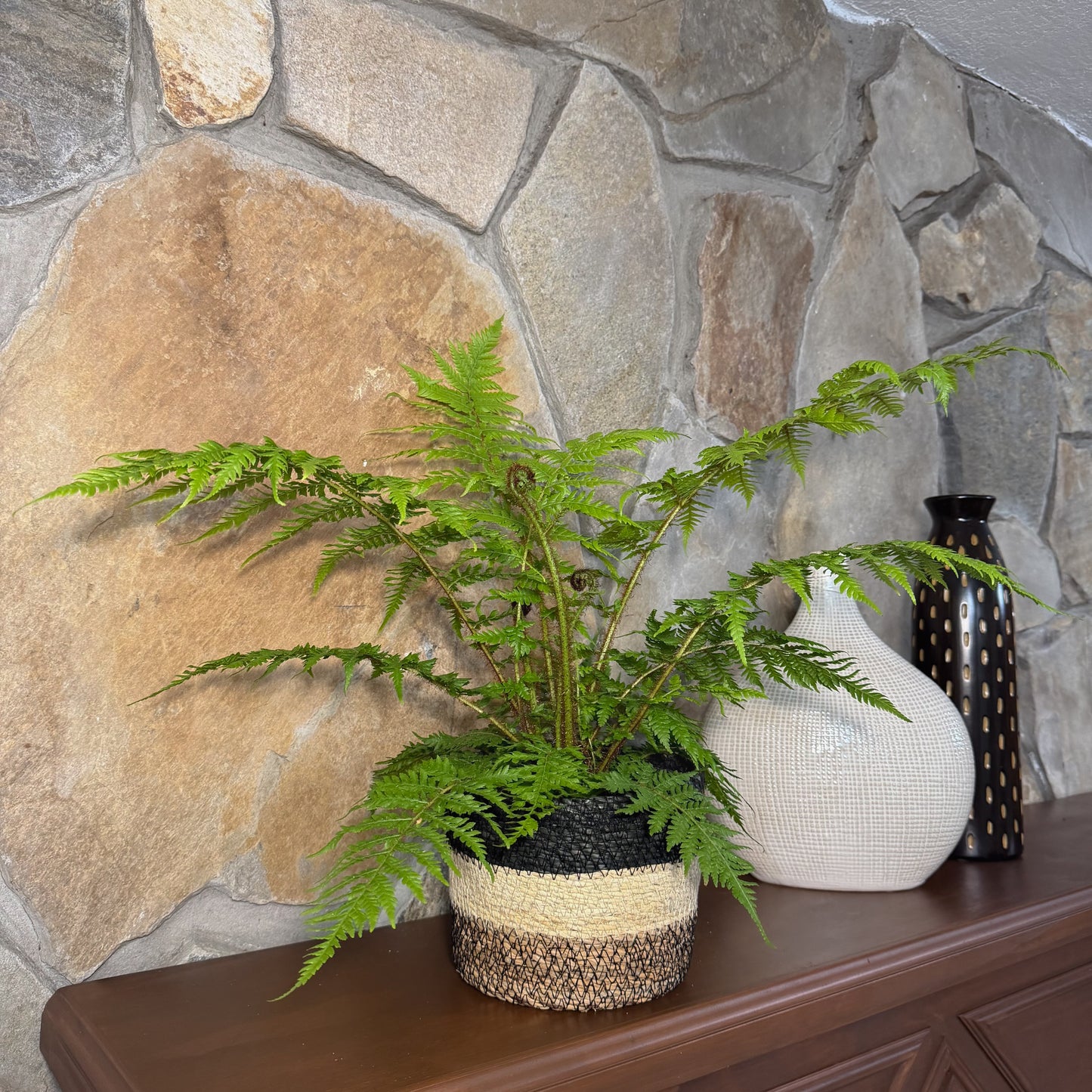 Australian Tree Fern (Cyathea Cooperi) - 6 Inch Indoor Houseplant