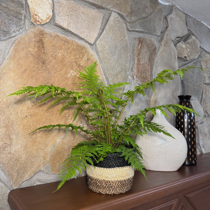 Australian Tree Fern (Cyathea Cooperi) - 6 Inch Indoor Houseplant