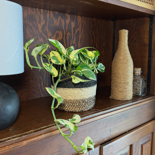 Pothos N'Joy Hanging Basket (Epipremnum Aureum 'N'Joy') - 6 Inch Indoor Houseplant