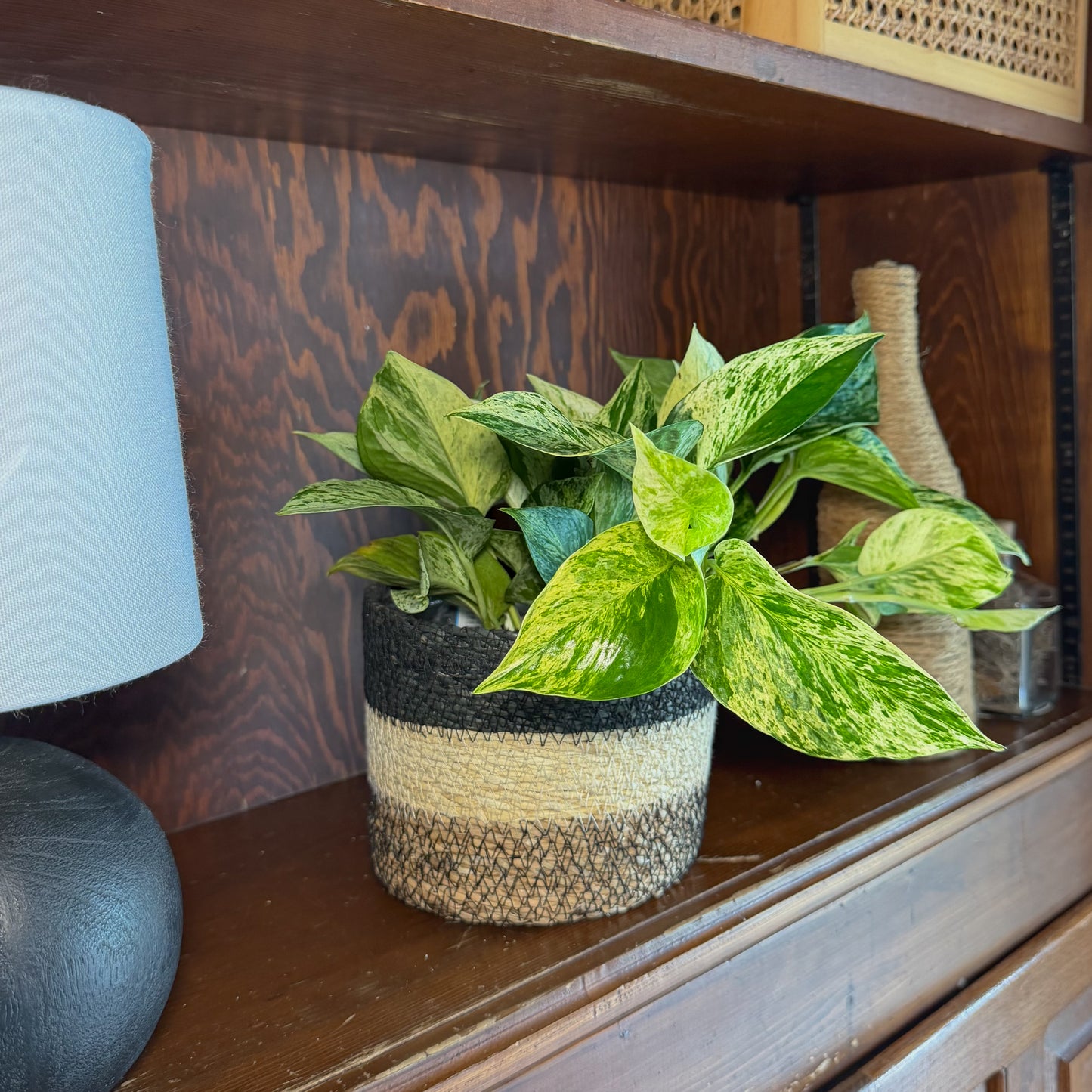 Pothos Marble Queen Hanging Basket (Epipremnum Aureum 'Marble Queen') - 6 Inch Indoor Houseplant