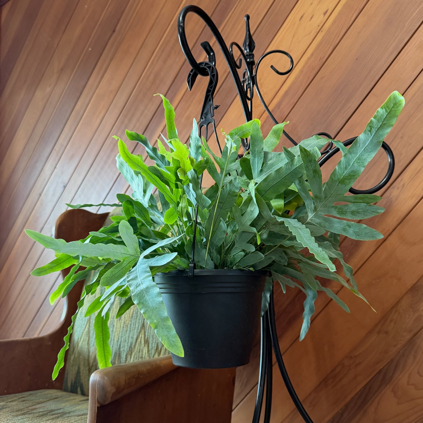 Blue Star Footed Fern Hanging Basket (Phlebodium Aureum) - 8 Inch Indoor Houseplant