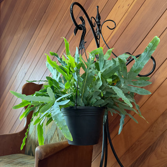 Blue Star Footed Fern Hanging Basket (Phlebodium Aureum) - 8 Inch Indoor Houseplant