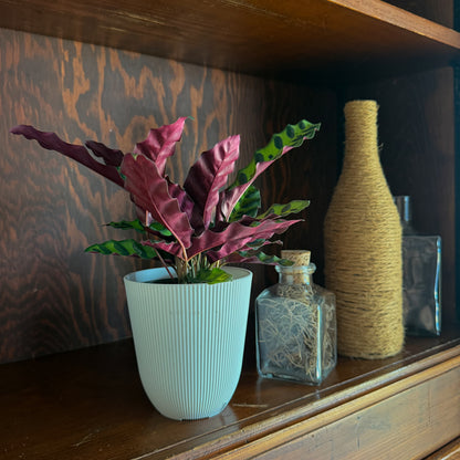 Calathea Rattlesnake (Calathea Lancifolia Goeppertia Insignis) - 4 Inch Indoor Houseplant