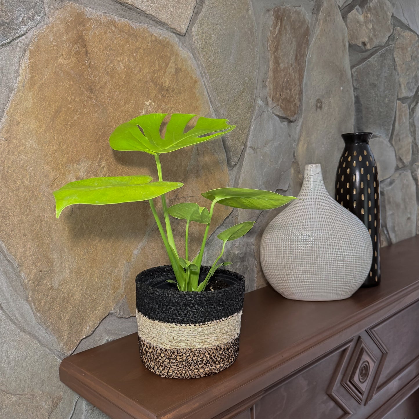 Monstera Super Golden (Monstera Deliciosa 'Aurea') - 6 Inch Indoor Houseplant
