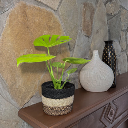 Monstera Super Golden (Monstera Deliciosa 'Aurea') - 6 Inch Indoor Houseplant