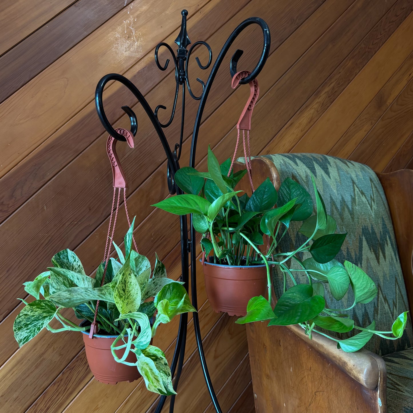 Mystery Pothos 2 Pack - 6 Inch Indoor Houseplants