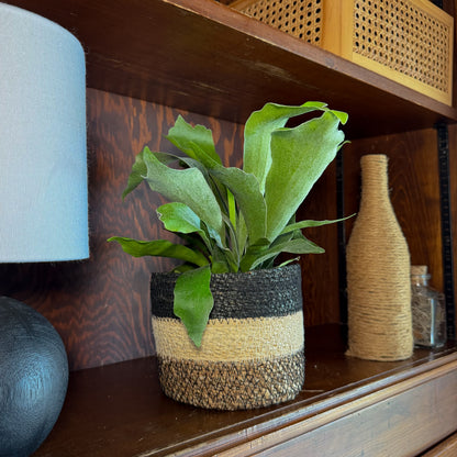 Staghorn Netherlands Fern (Platycerium Bifurcatum 'Netherlands') - 6 Inch Indoor Houseplant