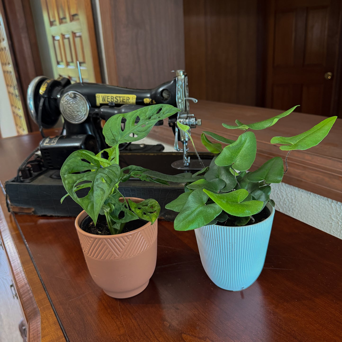 Fern & Foliage Mystery Houseplant 2 Pack - 4 Inch Indoor Houseplants