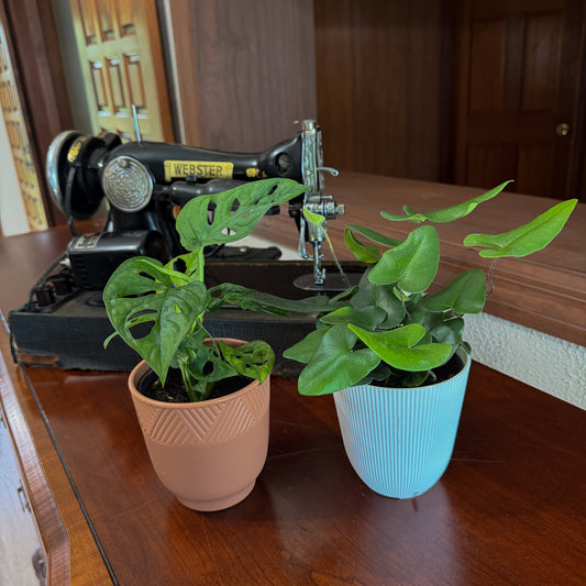 Fern & Foliage Mystery Houseplant 2 Pack - 4 Inch Indoor Houseplants