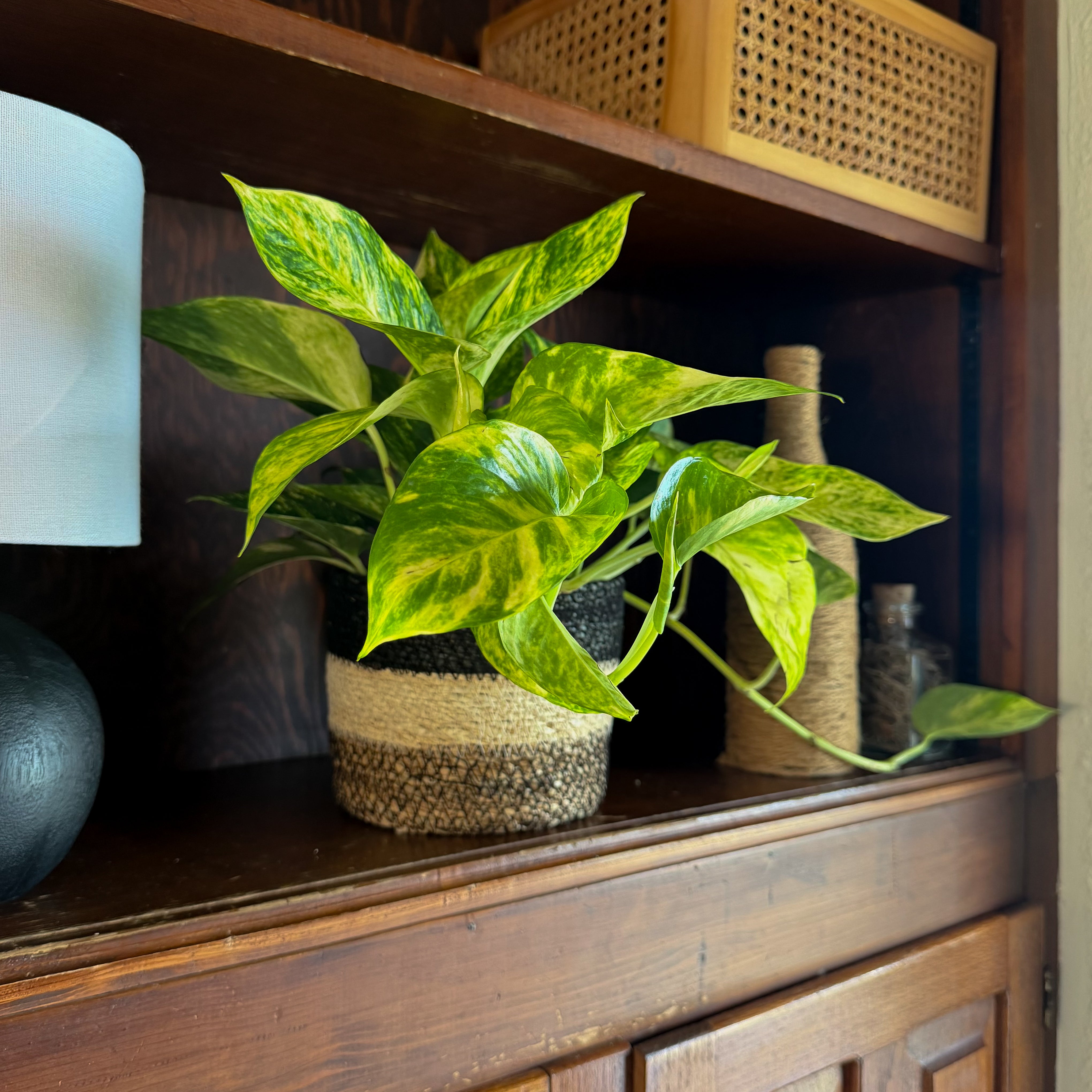Pothos Hawaiian Hanging Basket (Epipremnum Aureum 'Hawaiian') - 6 Inch Indoor Houseplant