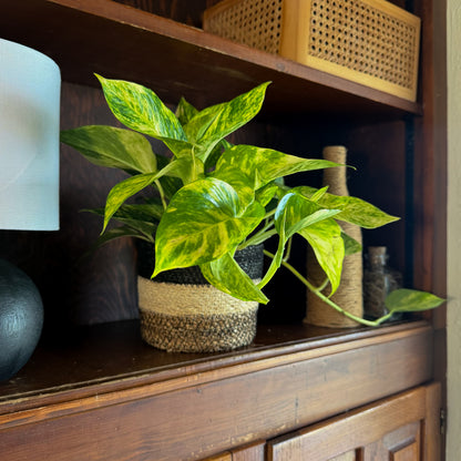 Pothos Hawaiian Hanging Basket (Epipremnum Aureum 'Hawaiian') - 6 Inch Indoor Houseplant