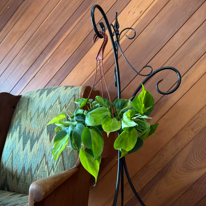 Philodendron Brasil Hanging Basket (Philodendron Hederaceum 'Brasil') - 6 Inch Indoor Houseplant