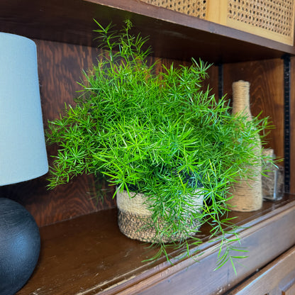 Sprenger's Asparagus Fern (Asparagus Sprengerii) - 6 Inch Indoor Houseplant