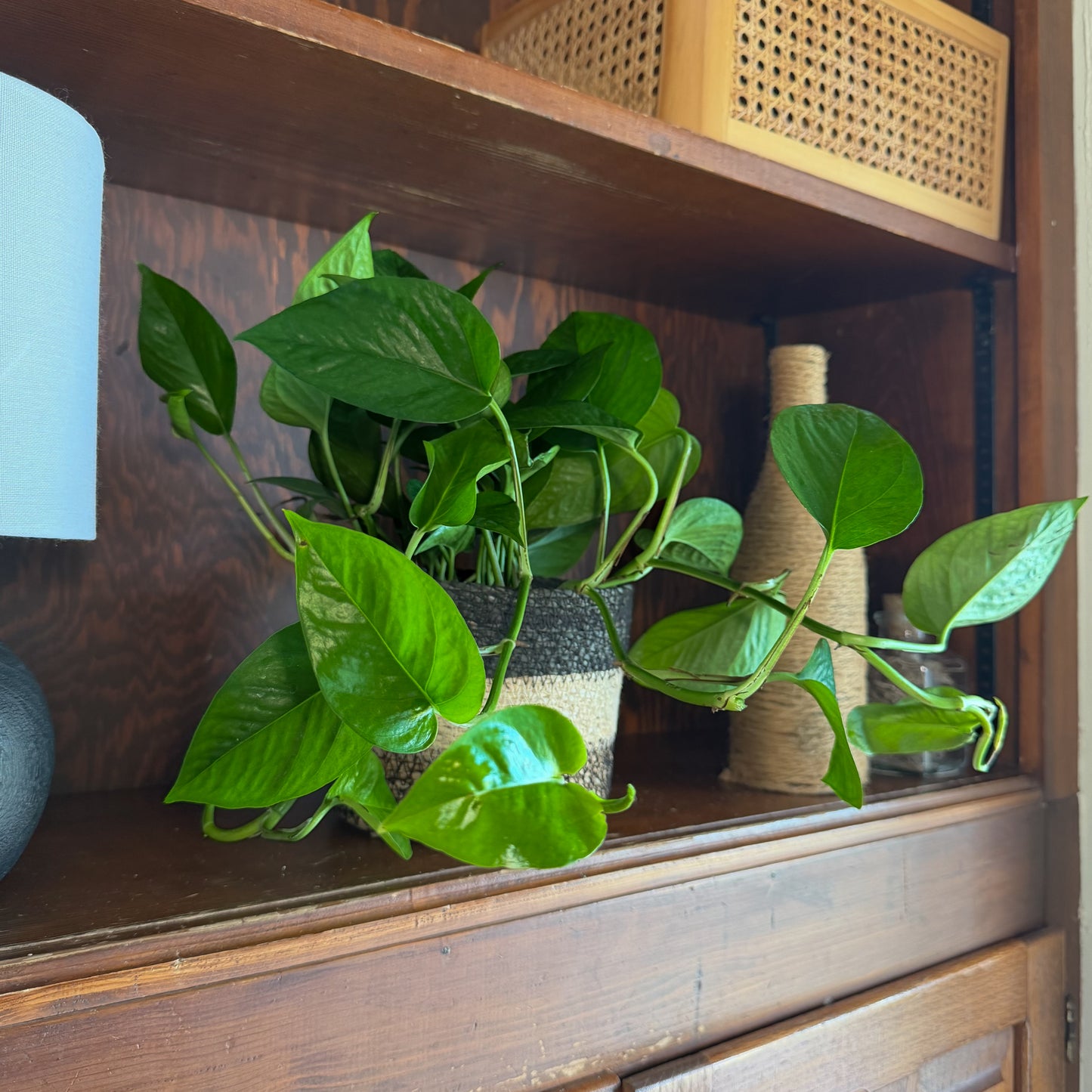 Pothos Jade Hanging Basket (Epipremnum Aureum 'Jade') - 6 Inch Indoor Houseplant