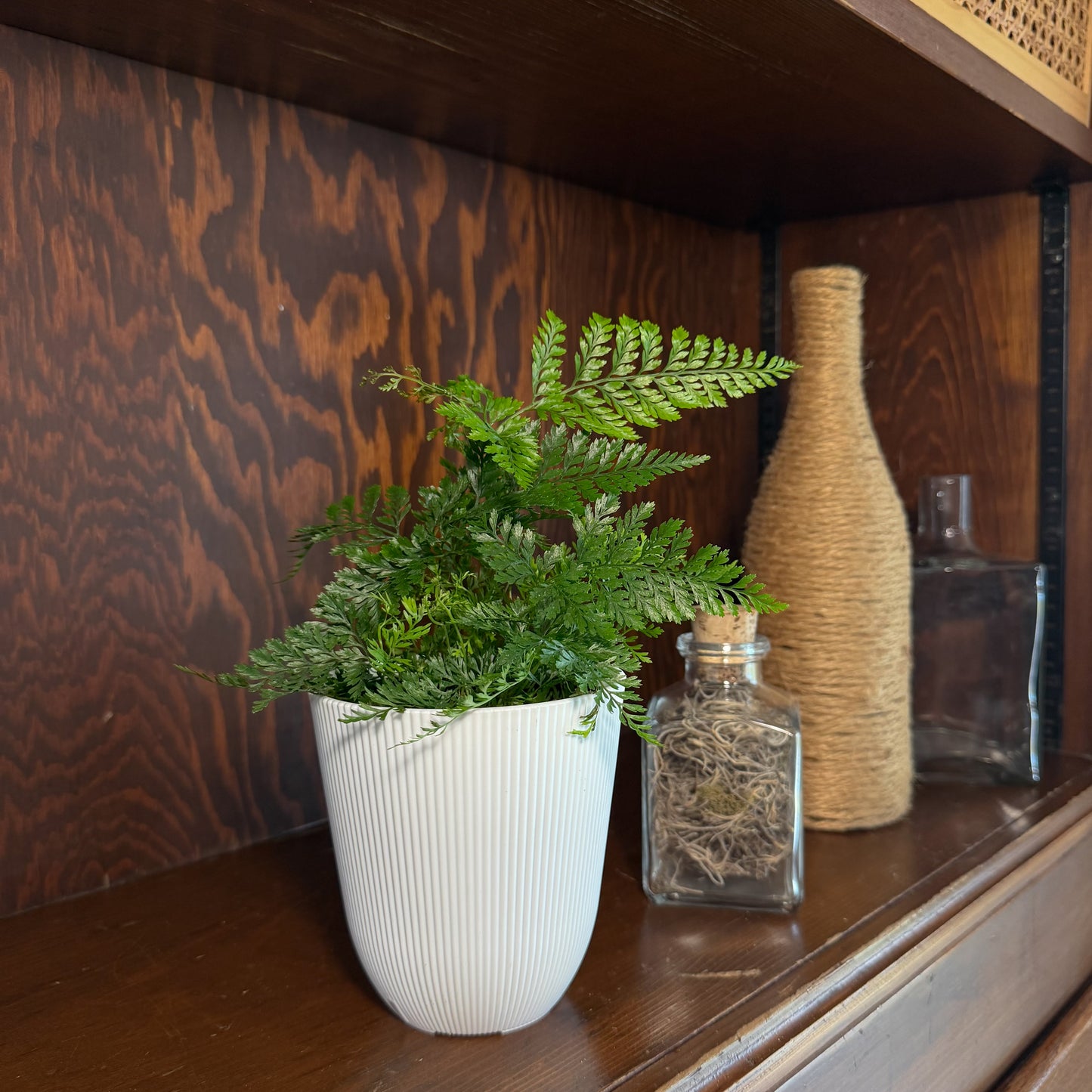 Rabbits Foot Footed Fern (Davallia Fejeensis) - 4 Inch Indoor Houseplant