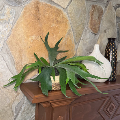 Staghorn Bifurcatum Fern (Platycerium Bifurcatum) - 6 Inch Indoor Houseplant