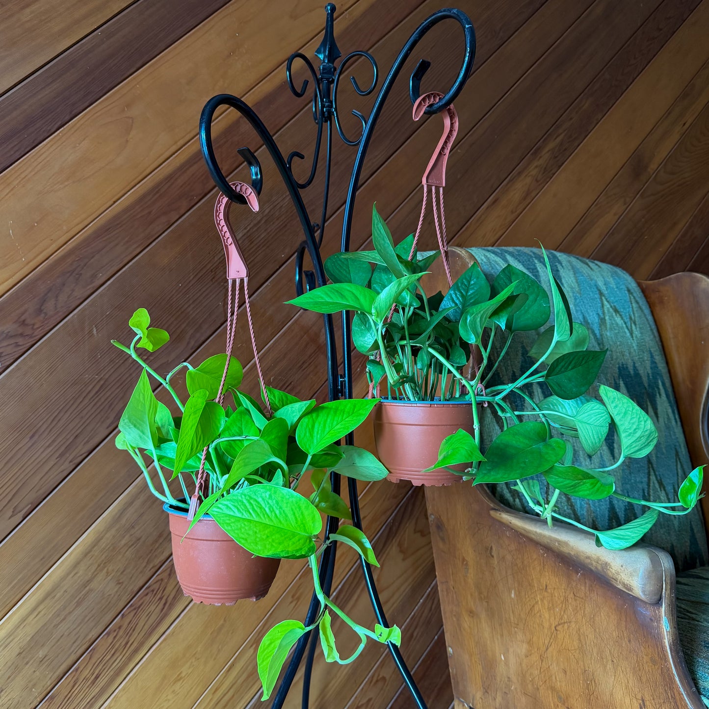 Mystery Pothos 4 Pack - 6 Inch Indoor Houseplants
