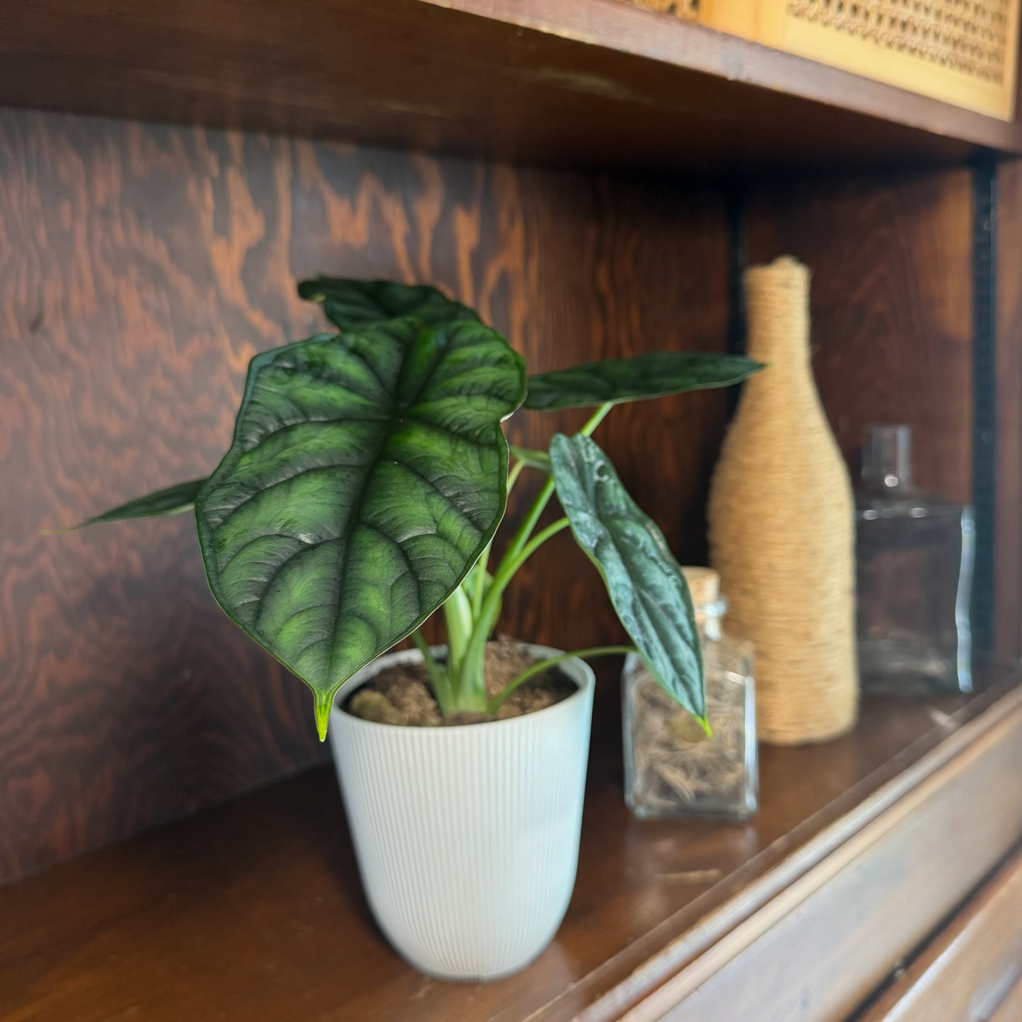 Alocasia Dragon Scale (Alocasia Baginda 'Dragon Scale') - 4 Inch Indoor Houseplant