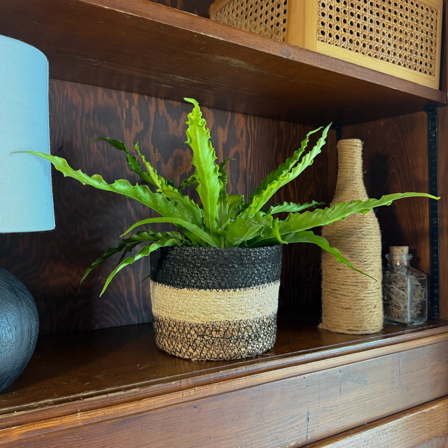Victoria Bird's Nest Fern (Asplenium Antiquum 'Victoria') - 6 Inch Indoor Houseplant