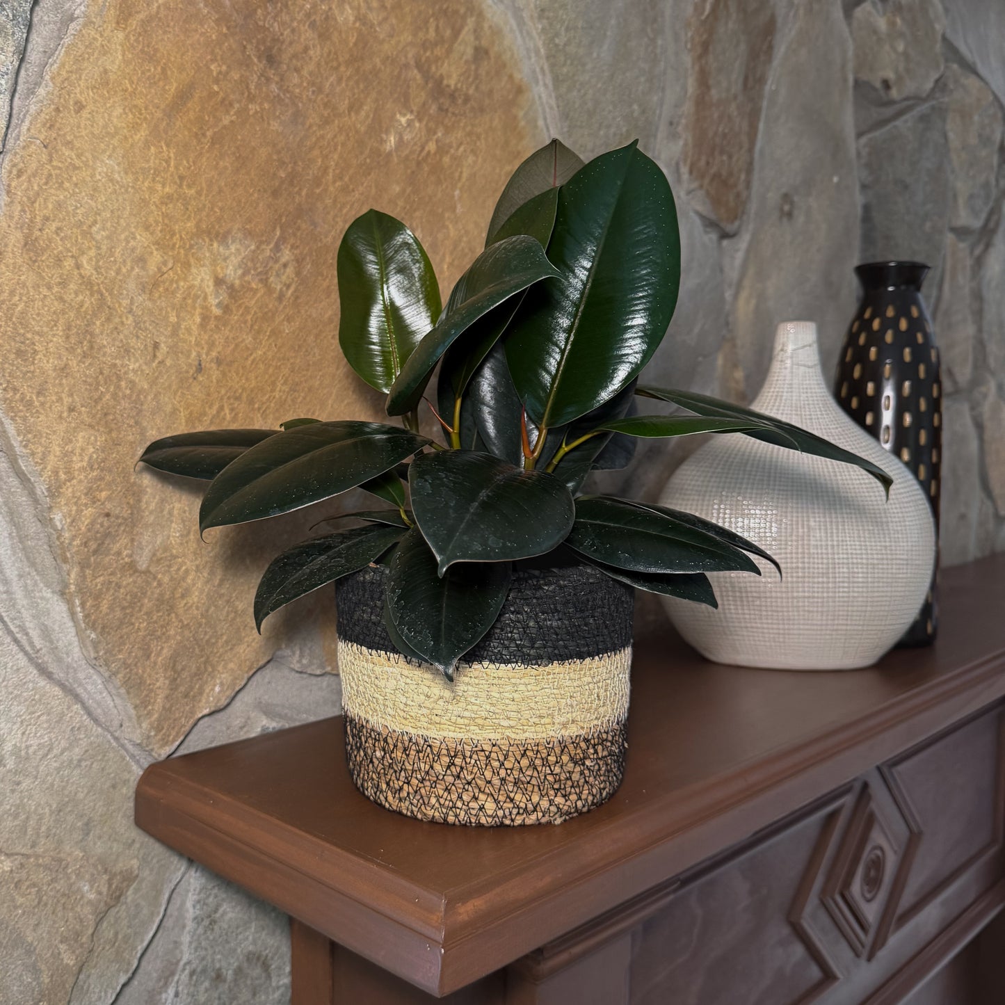Burgundy Rubber Plant (Ficus Elastica 'Burgundy') - 6 Inch Indoor Houseplant