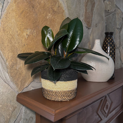 Burgundy Rubber Plant (Ficus Elastica 'Burgundy') - 6 Inch Indoor Houseplant