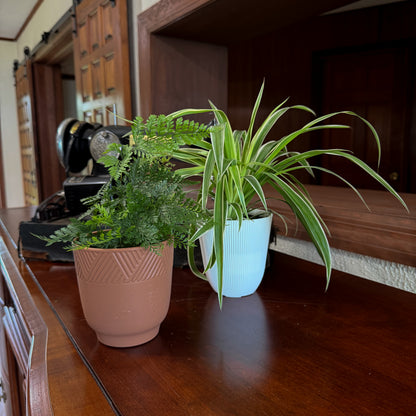 Fern & Foliage Mystery Houseplant 4 Pack - 4 Inch Indoor Houseplants