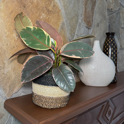 Ruby Rubber Plant (Ficus Elastica 'Ruby') - 6 Inch Indoor Houseplant
