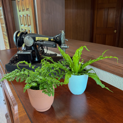 Mystery Ferns 2 Pack - 4 Inch Indoor Houseplants