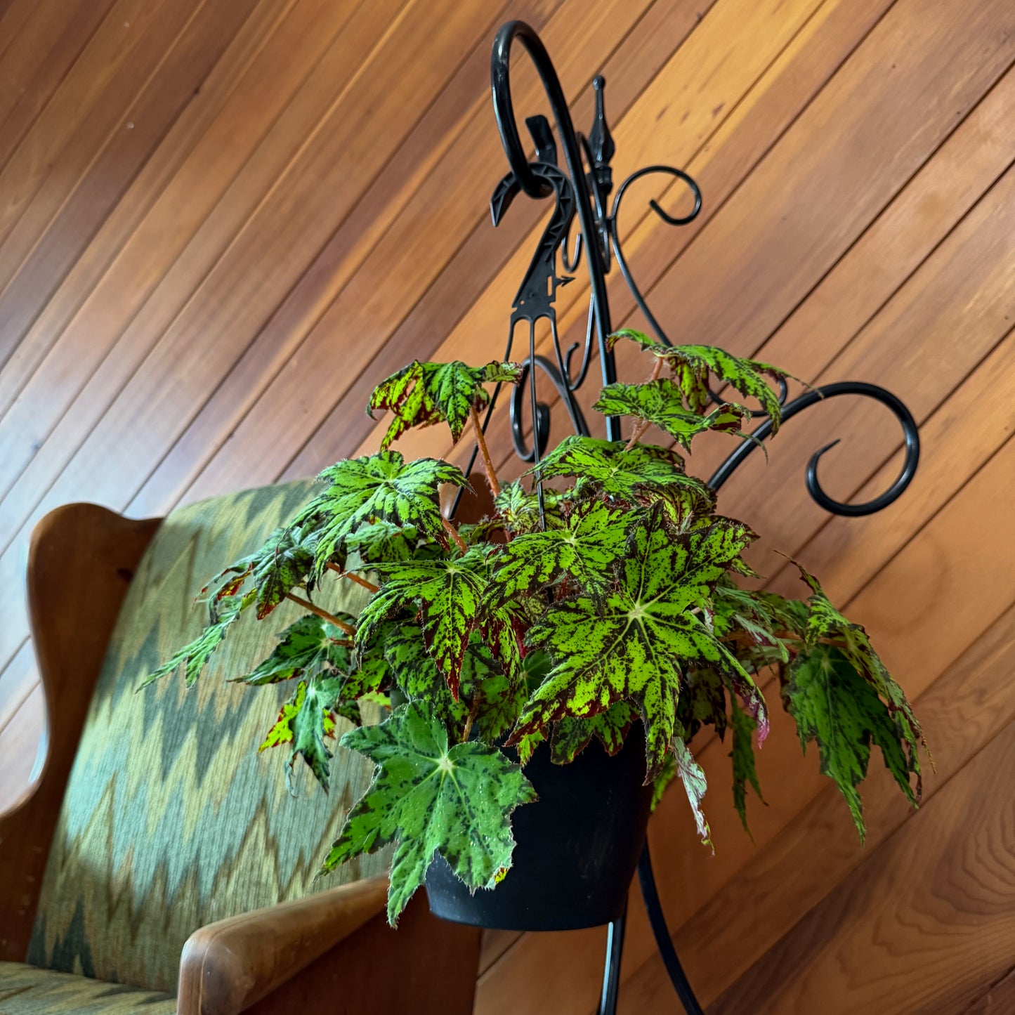 Begonia Geometry Hanging Basket (Begonia Rex-Cultorum 'Geometry') - 8 Inch Indoor Houseplant